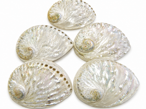 Abalone Shell White Polished 12-13cm CodeS059