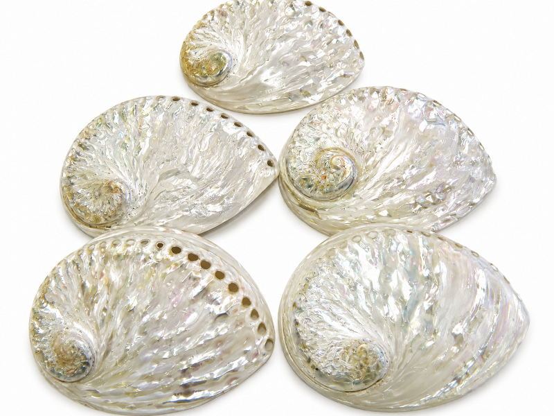Abalone Shell White Polished 12-13cm CodeS059