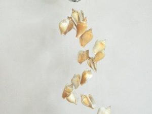 Chime - Abalone/Fighting Conks CodeSC034
