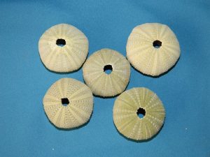 Green Urchin