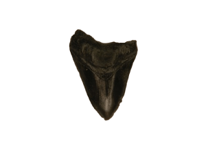 Magnet – Megalodon Resin L CodeM070