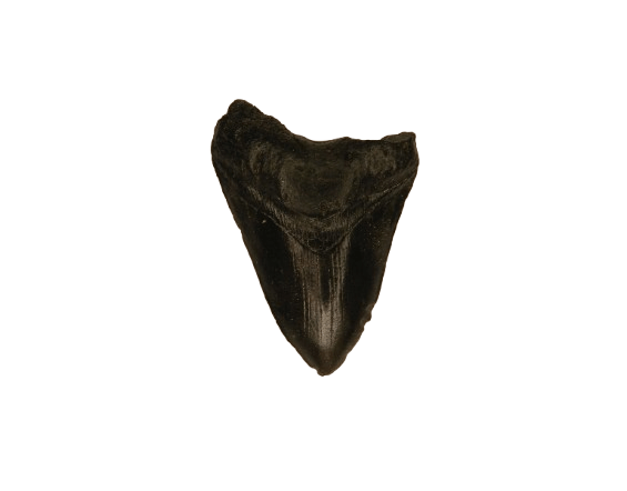 Magnet – Megalodon Resin L CodeM070