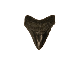 Magnet – Megalodon Resin S CodeM033