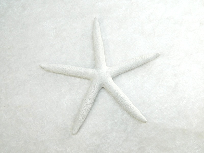 Starfish Finger Coloured White 5-6" CodeS107