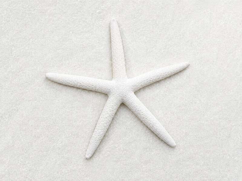 Starfish Finger Coloured White 6-7″ CodeS108