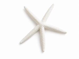 Starfish Finger Coloured White 4-5" CodeS106