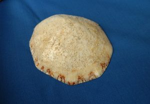 Limpet Shell – Horse Shoe