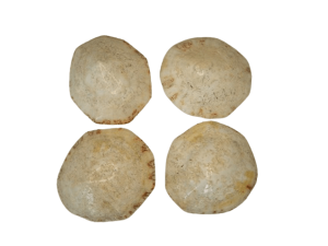 Limpet -Horse Shoe CodeS366