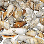 Nassa shells .250grams