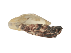 Oyster Shell