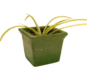 Planters - Square CodeFP10I green Size10X5cm