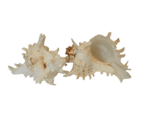 Murex Ramosa CodeJ216