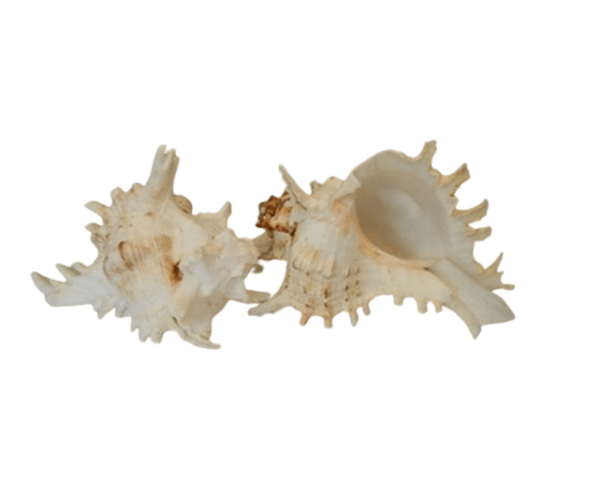 Murex Ramosa CodeJ216