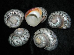 Sarmaticus / Alikrik Shell