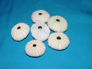 urchin pink