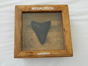 Megalodon Resin in Shadow Box CodeH023