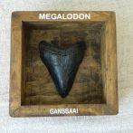 Megalodon Resin in Open Shadow Box CodeH024