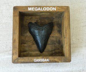 Megalodon Resin in Open Shadow Box CodeH024
