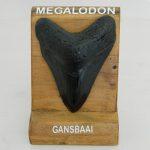 Megalodon Tooth Resin Stand CodeH026