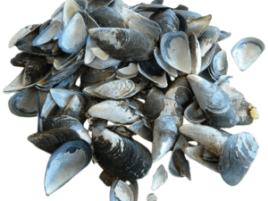 Black Mussel