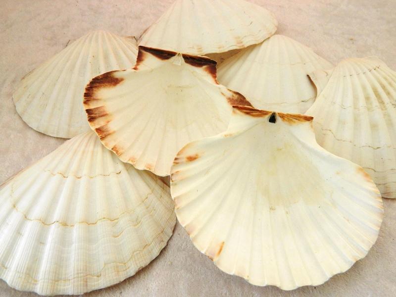 English Scallops CodeJ354 Pearlyseashells