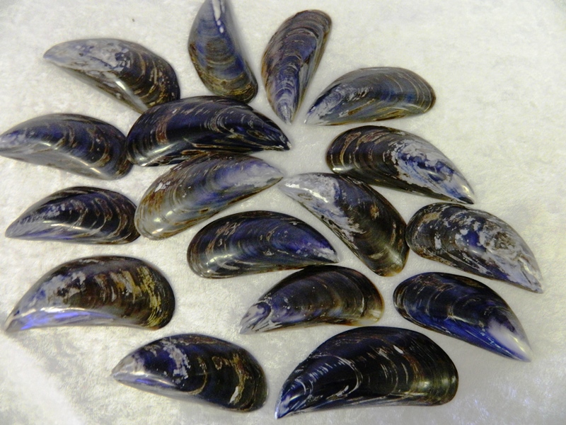Black Mussel Shell 1Kg Shell CodeS326