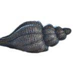 Sea Shell Resin Black Mussel - CodeH028A
