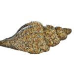 Sea Shell Resin Sarmaticus - CodeH028D