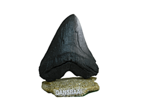 Megalodon replica made from crushed seashells and resin
