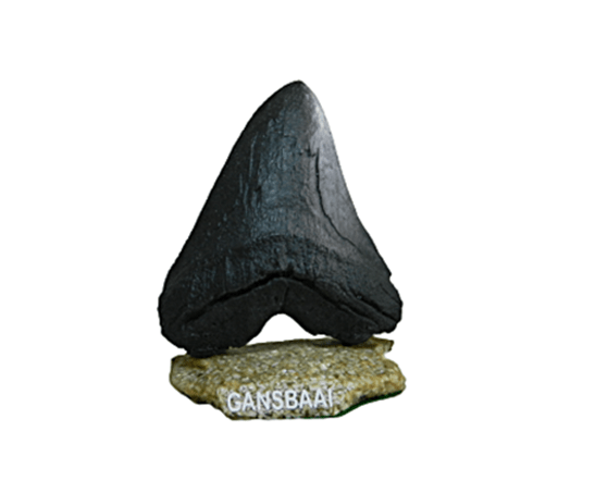 Megalodon Resin CodeH029