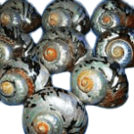 Sarmaticus Polished Shells