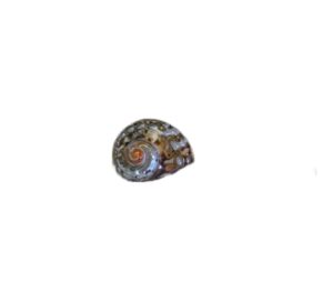 Sarmaticus-Natural-Polished-CodeS067-Size5-6cm