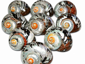 Sarmaticus Shell Natural Polished 9-10cm CodeS080