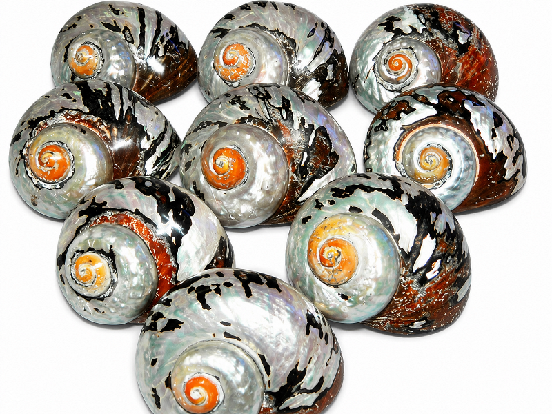 Sarmaticus Shell Natural Polished 9-10cm CodeS080