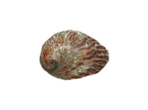 Abalone Plett Red 14-15cm CodeS048