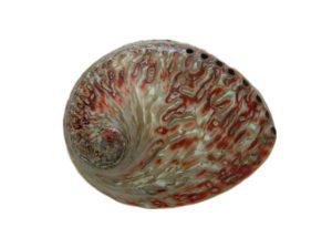 Abalone Shell Plett Red Polished 13-14cm CodeS047