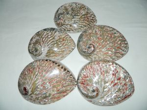 Abalone Shell Plett Red Polished 14-15cm CodeS048