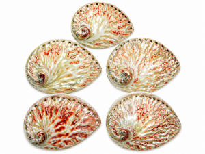 Abalone Shell Plett Red Polished 12-13cm CodeS046
