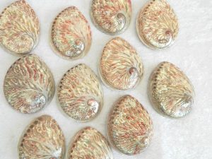 Abalone Shell Plett Red Polished 13-14cm CodeS047