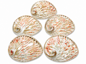 Abalone Shell Plett Red Polished 14-15cm CodeS048