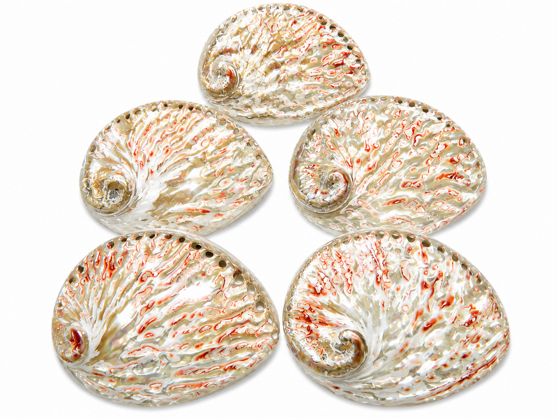 Abalone Shell Plett Red Polished 14-15cm CodeS048
