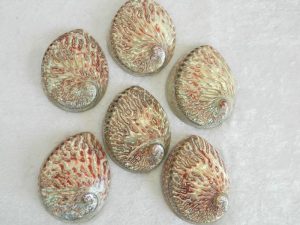 Abalone Shell Plett Red Polished 14-15cm CodeS048