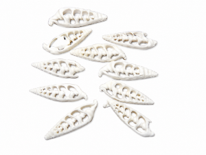 Sliced White Shell CodeJ048