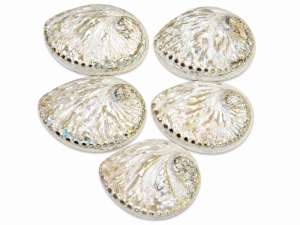 Abalone Shell Natural Polished 11-12cm CodeS019