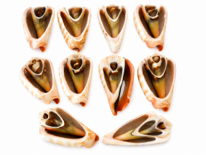 Sliced Shell CodeJ152