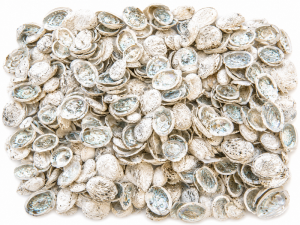 Abalone Shell Wild Small 1kgBag CodeS471