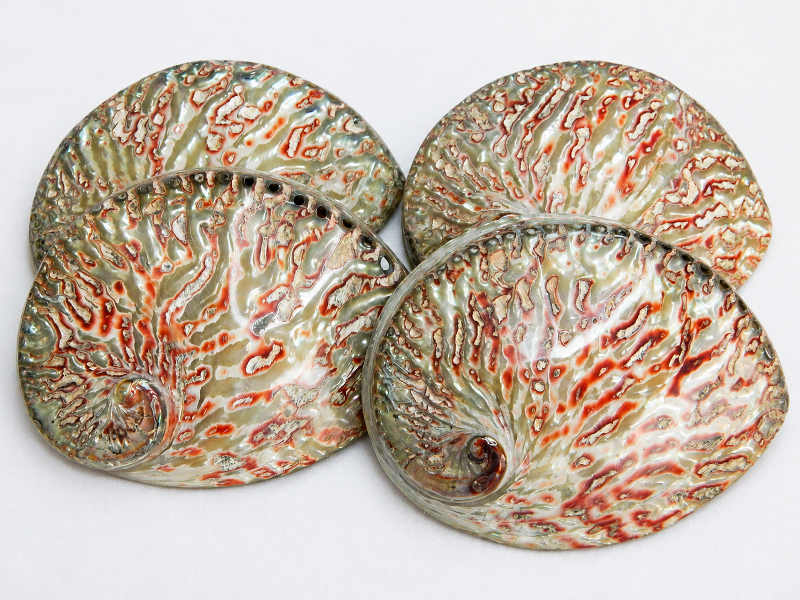Abalone Shell Plett Red Polished 15-16cm CodeS049