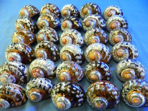 Sarmaticus Natural Shell Polished 6-7cm CodeS077