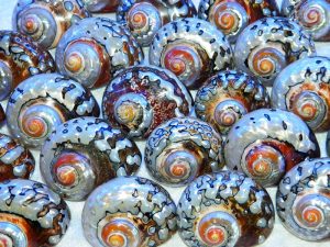 Sarmaticus Natural Shell Polished 7-8 CodeS078