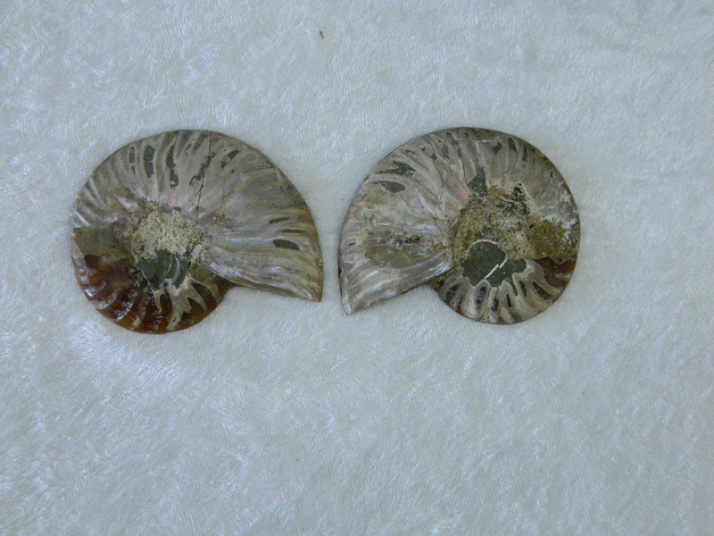 Ammonite Fossil 6-7cm CodeS516
